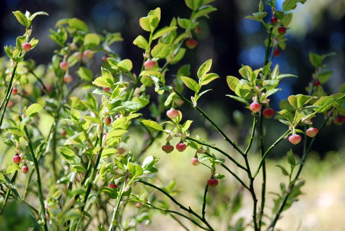 090516_osttrial_karlstad_38.jpg - Blåbärsblommor